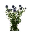 Echinops ritro azul 100 - ECHRITAZU