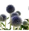 Echinops ritro azul 100 - ECHRITAZU1