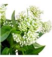 Asclepia white superior 70 - ASCWHISUP1