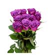 Rosa hol violet hill 50 - RGRVIOHIL