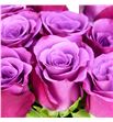 Rosa hol violet hill 50 - RGRVIOHIL1