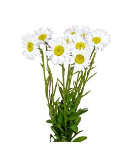 Leucanthemum blanco 60 - LEUBLA