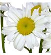 Leucanthemum blanco 60 - LEUBLA1