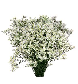 Limonium clear diamond 80 - LIMCLEDIA