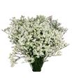 Limonium clear diamond 80 - LIMCLEDIA