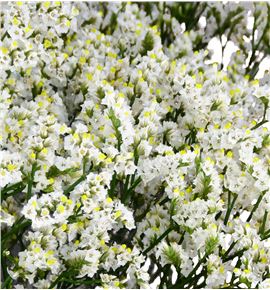 Limonium clear diamond 80 - LIMCLEDIA