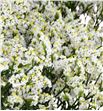 Limonium clear diamond 80 - LIMCLEDIA1