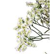 Limonium clear diamond 80 - LIMCLEDIA2