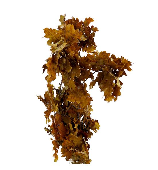 Querqus robur preservado amarillo - QUEROBPREAMA