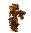 Querqus robur preservado amarillo - QUEROBPREAMA