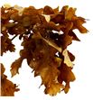 Querqus robur preservado amarillo - QUEROBPREAMA1