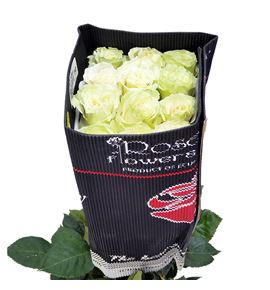Rosa ecu mondial 80 - REMON