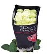 Rosa ecu mondial 80 - REMON