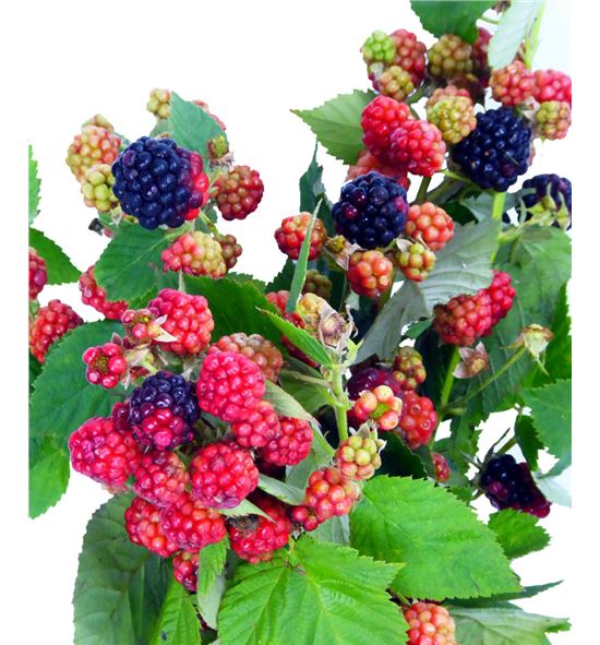 Rubus chester 50 - RUBCHE