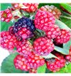 Rubus chester 50 - RUBCHE1