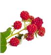 Rubus chester 50 - RUBCHE2