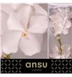 Vanda kan ansu x16 - VANKANANS