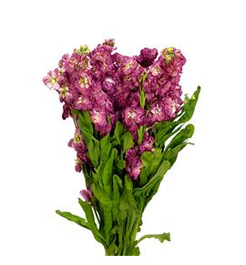 Matthiola impala terra 50 - MATIMPTER