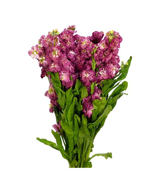 Matthiola impala terra 50 - MATIMPTER