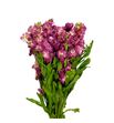 Matthiola impala terra 50 - MATIMPTER