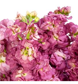 Matthiola impala terra 50 - MATIMPTER