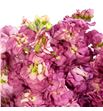 Matthiola impala terra 50 - MATIMPTER1