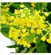Asclepia hello yellow 55 - ASCHELYEL1