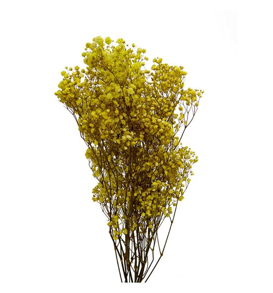 Gypsophila preservado amarillo - GYPPREAMA