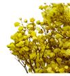 Gypsophila preservado amarillo - GYPPREAMA1