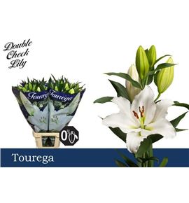 Lilium oriental hol tourega 95 - LOHTOU