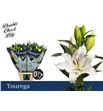 Lilium oriental hol tourega 95 - LOHTOU