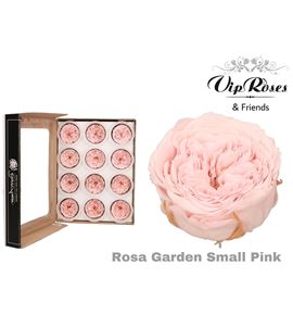 Rosa preservada small pink 12und - ROSPRESMAPIN12