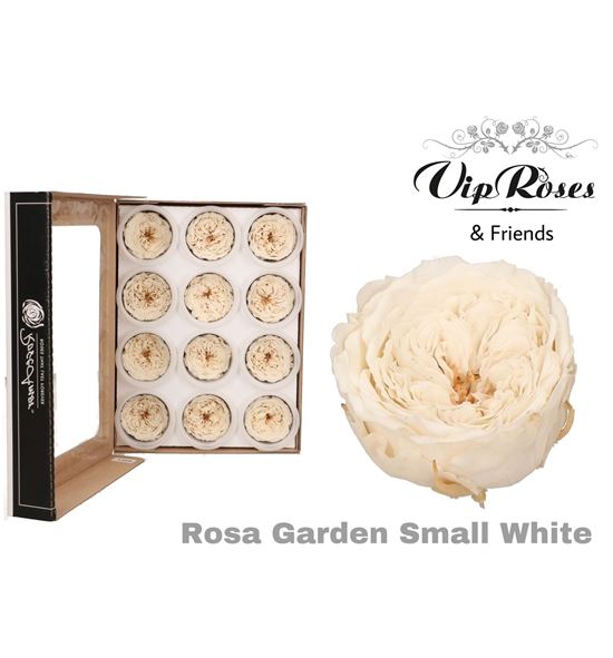 Rosa preservada garden small white 12und - ROSPRESMAWHI12