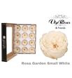 Rosa preservada garden small white 12und - ROSPRESMAWHI12