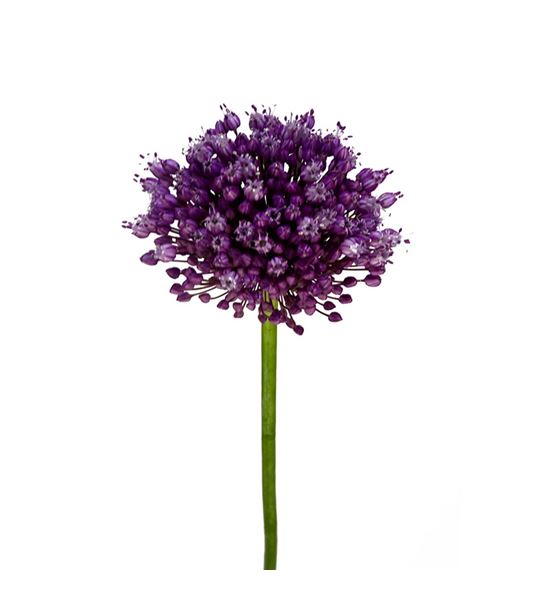 Allium jasmine 90 - ALLJAS