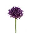 Allium jasmine 90 - ALLJAS
