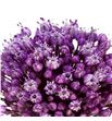 Allium jasmine 90 - ALLJAS1