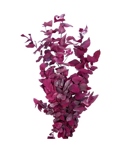 Eucaliptus preservado stuartiana fucsia - EUCPRESTUFUC