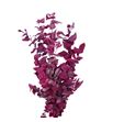 Eucaliptus preservado stuartiana fucsia - EUCPRESTUFUC