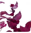 Eucaliptus preservado stuartiana fucsia - EUCPRESTUFUC1