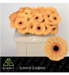 Gerbera jetset 50 x10 - GERJET50