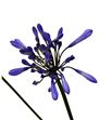 Agapanthus swedish blue 80 - AGABRO2