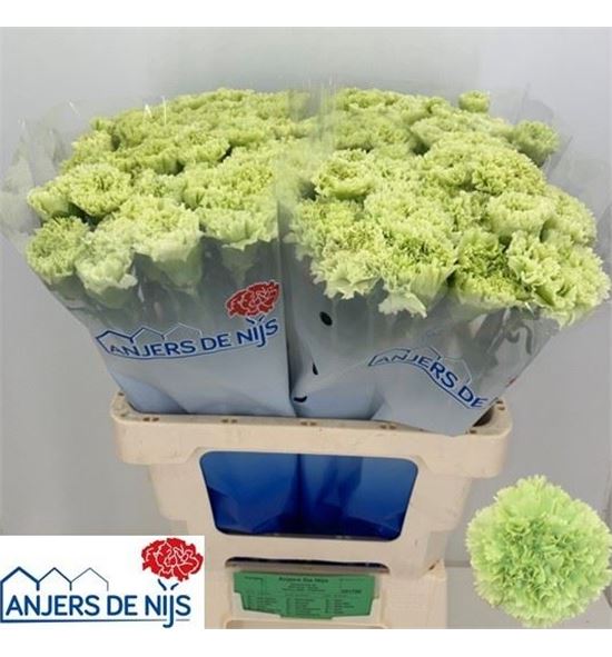 Clavel hol goblin 60 - CLAGOB