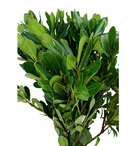 Pittosporum nuri 50 - PITNUR