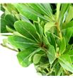 Pittosporum nuri 50 - PITNUR1