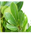Pittosporum nuri 50 - PITNUR2