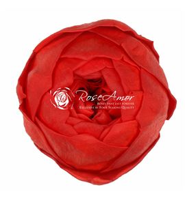 Rosa preservada niki red 02xl 6 unid - ROSPRENIKREDX6