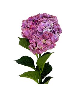 Hydr mag sweet ruby 80 - HYDMAGSWERUB