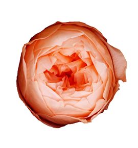 Rosa preservada niki peach 99xl 6 unid - ROSPRENIKPEA699X