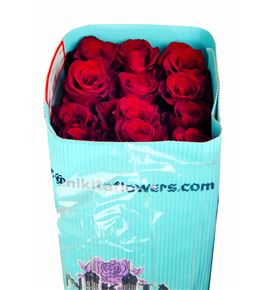 Rosa ecu explorer 60 - REEXP